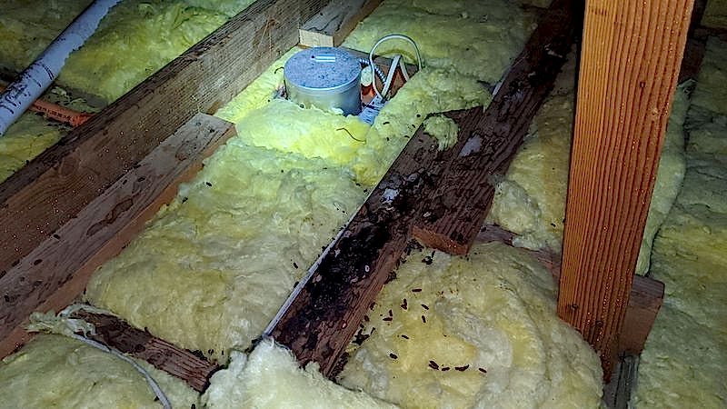 mouse droppings