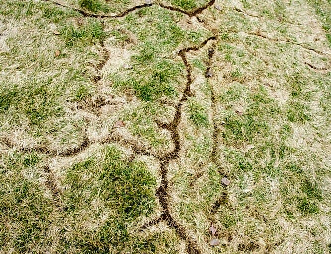 vole lawn damage