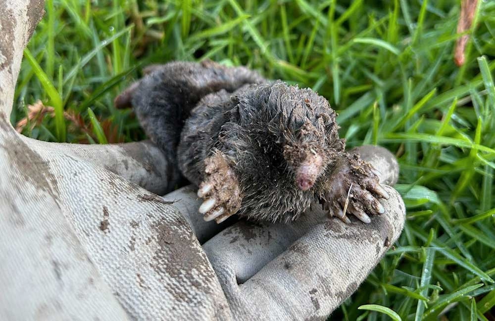 Mole in the hand