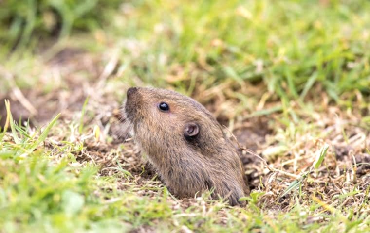 bay area gopher control