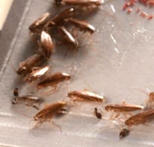 cockroach control