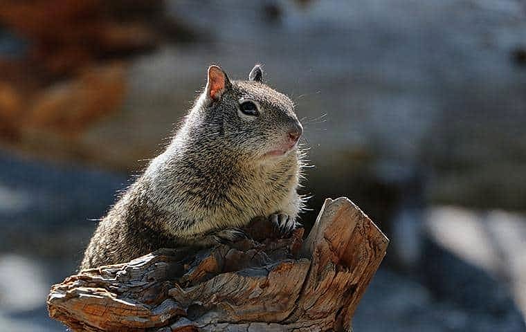 ground squirrel control napa valley ca