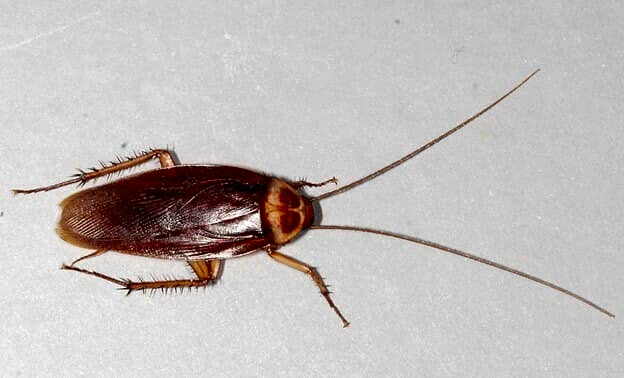 american cockroach