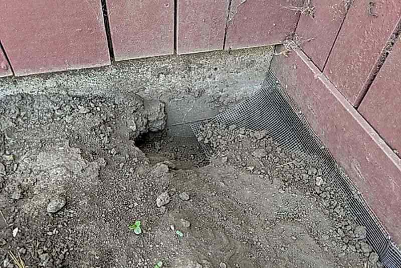 Ground squirrel digging under foundation