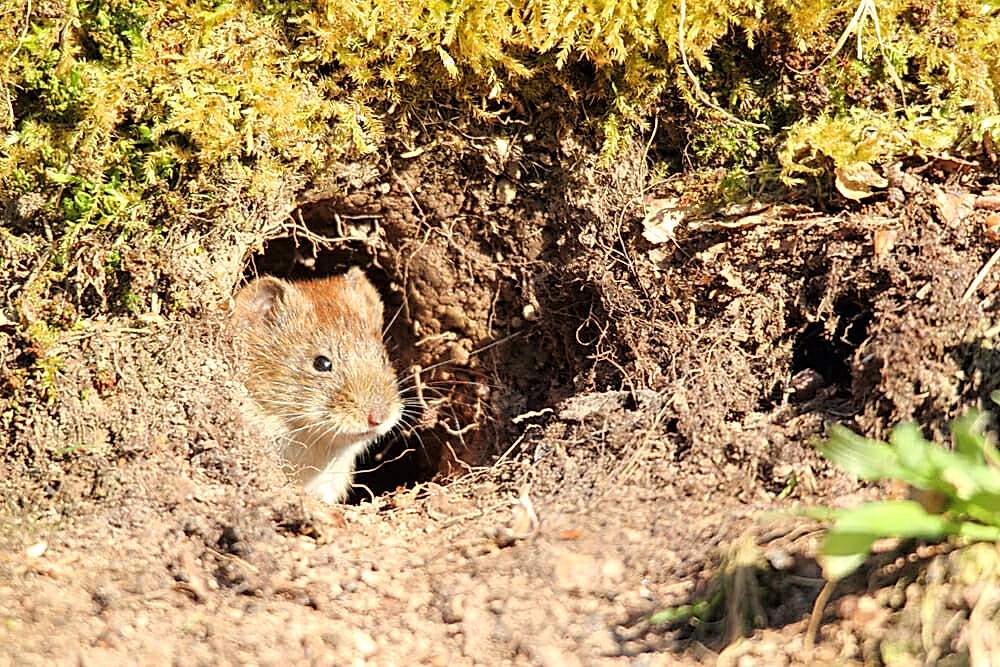 meadow vole bay area