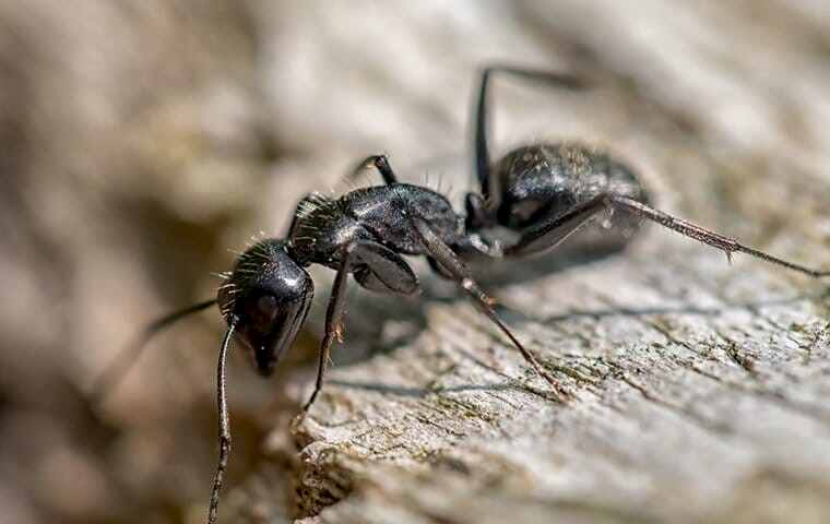 carpenter ant crawling on wood