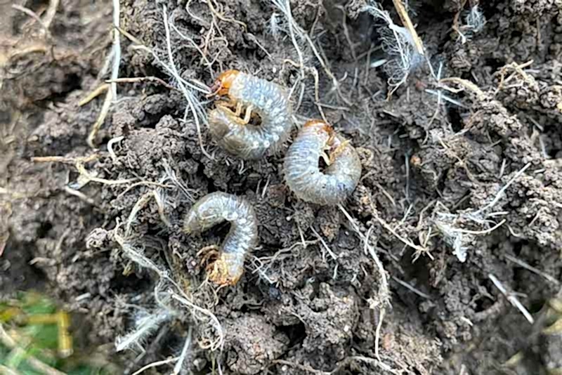 grubs in lawn