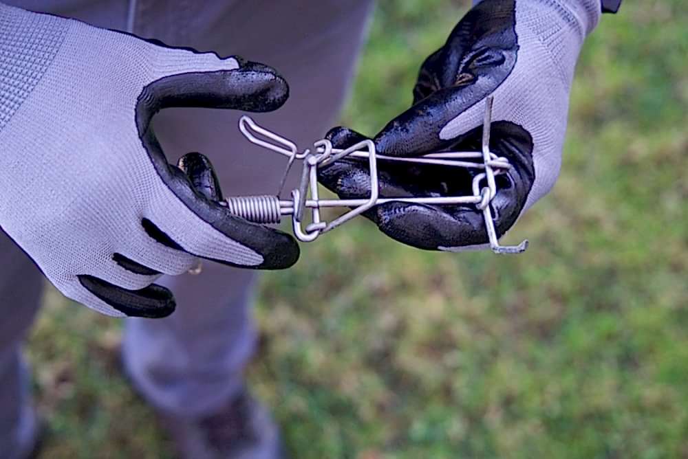 mole traps