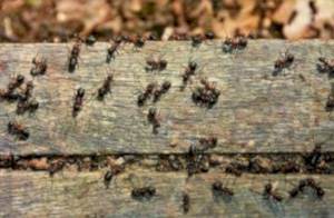 argentine fire carpenter ants