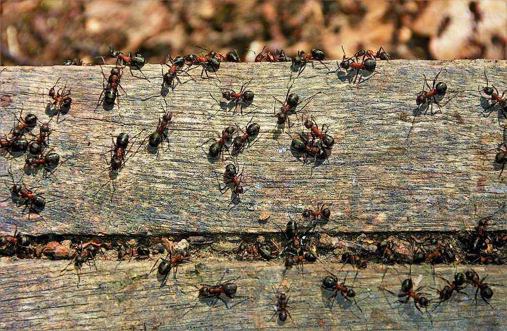 argentine fire carpenter ants