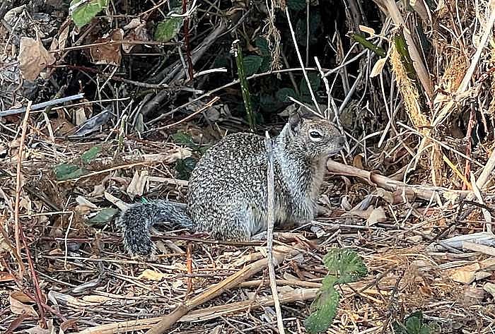 ground squirrel control