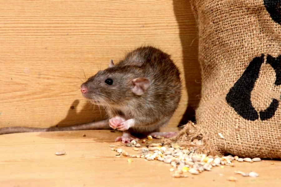 norway rat