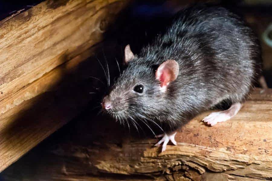roof rat