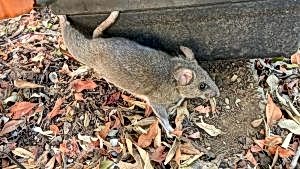 roof rats vs norway rats