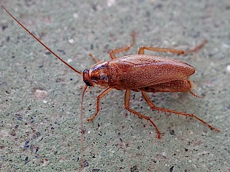 german cockroach in house