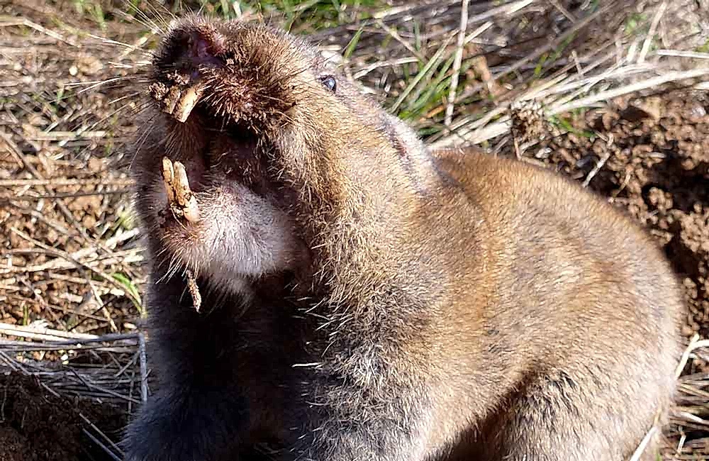 Scary-Gopher