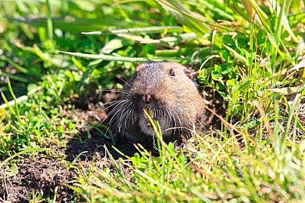 gopher commercial pest control