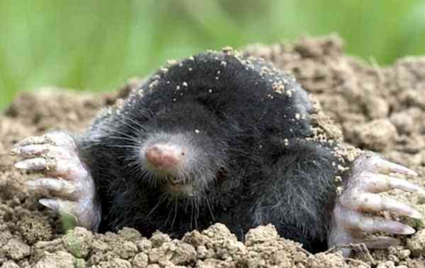 mole commercial pest control