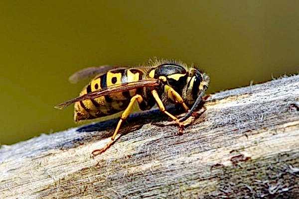 wasps commercial pest control