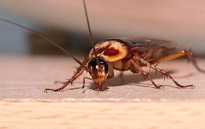 cockroache commercial pest control