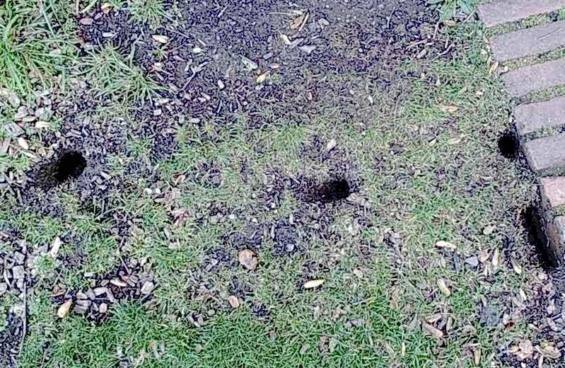 reasons you have rat holes in yard