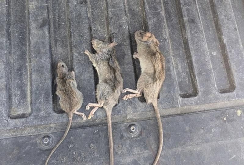 smith's rat control
