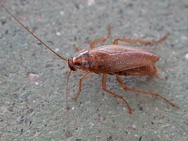 Success Story Solving a Complex High Rise Cockroach Challenge