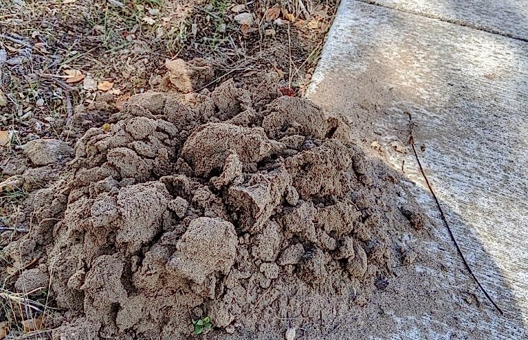 burrowing pest control smith's pest management