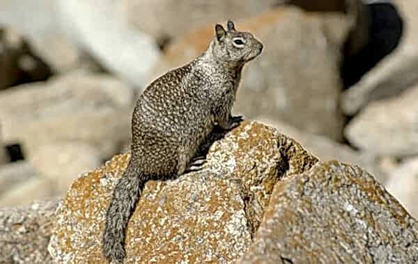 ground squirrel pest control