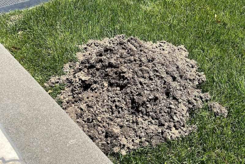 gopher infestation concord lawn