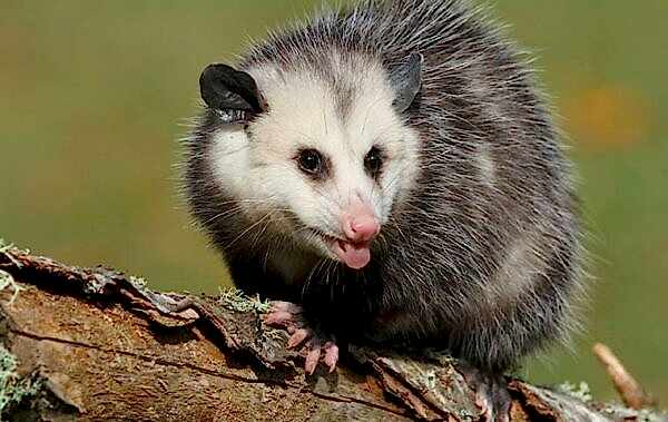 opossum control