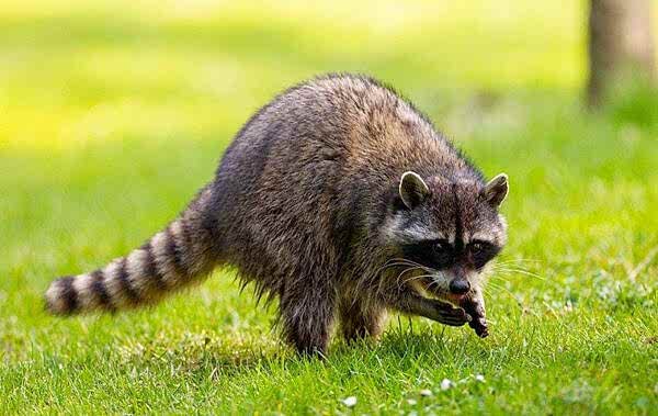 Racoon control CA