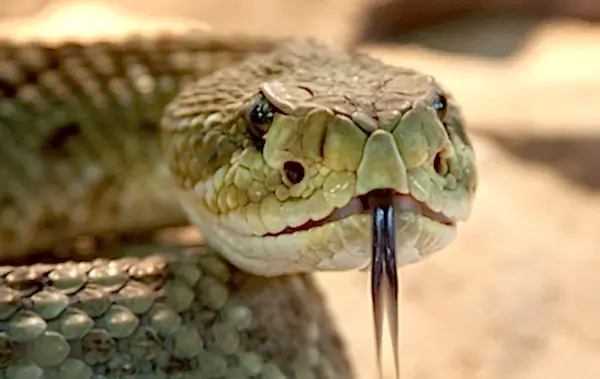 Snake control services in bay area