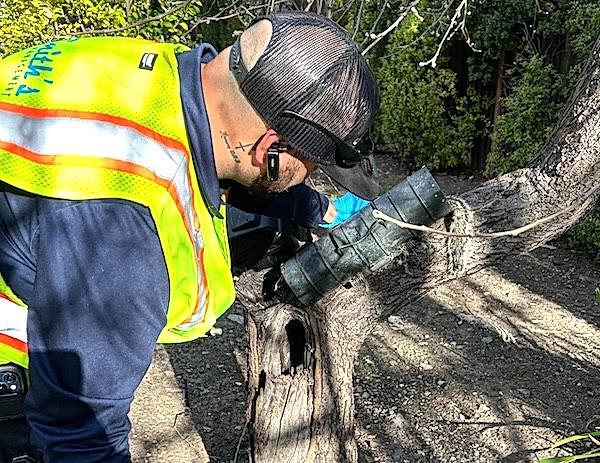 arming a tube trap that is used to catch ground squirrels