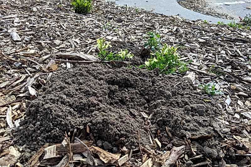 Gopher pile