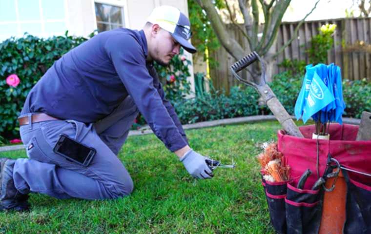 Gopher removal