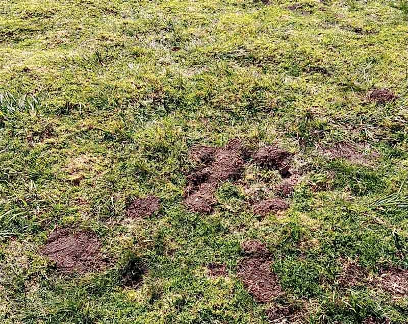 ground squirrels hidden holes