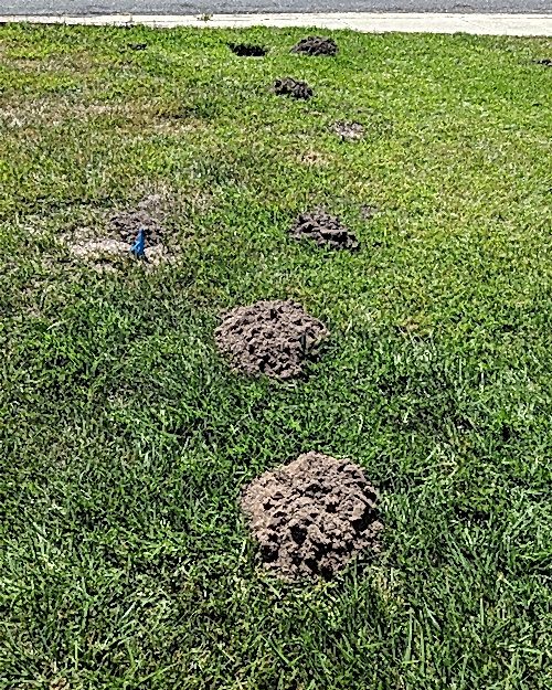 mole damage inspection