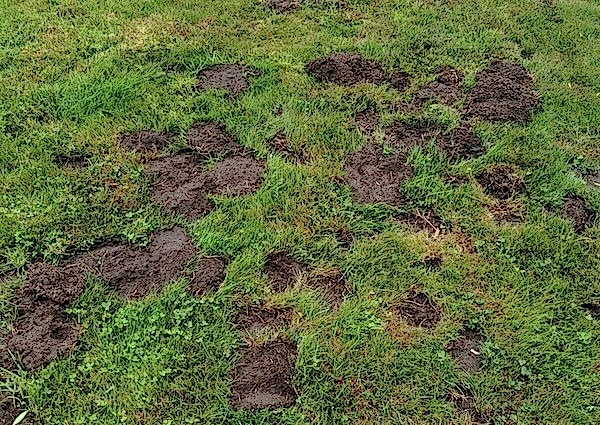 Uneven or Sinking Soil due to gopher damage