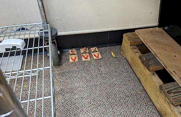 active rodents removal