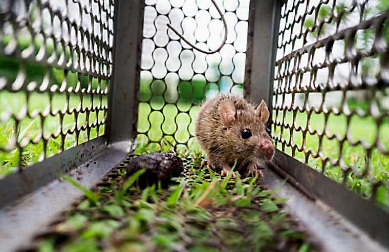 monitor activity and remove rodents