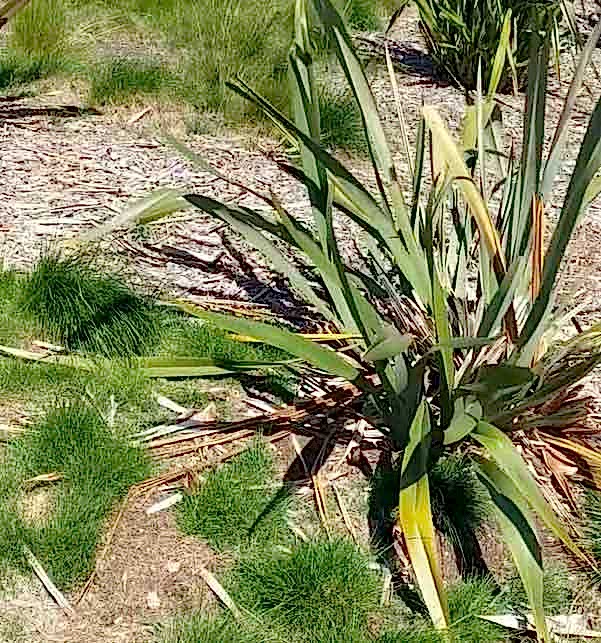 plant vole damage