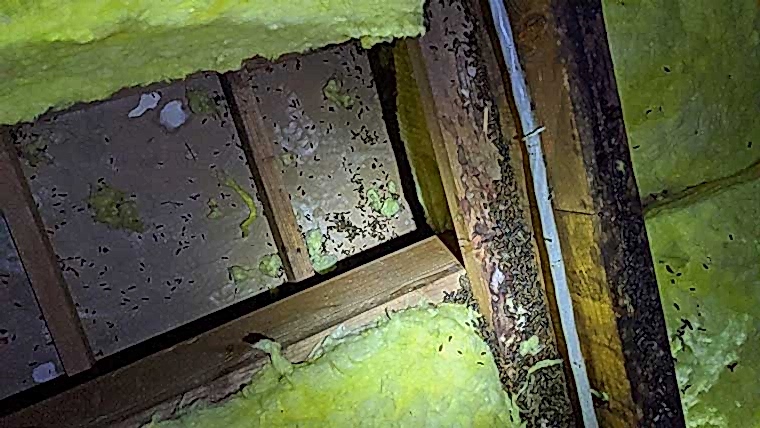 rodent nest in attics