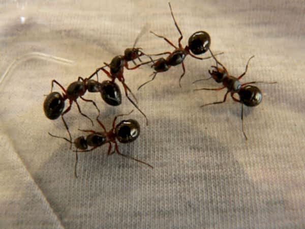 Ant Control