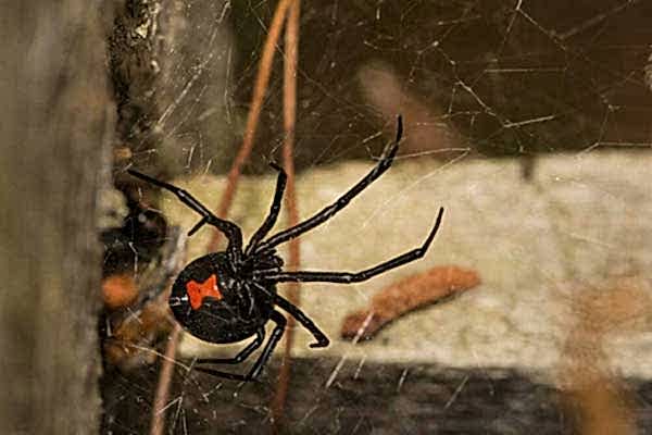 black-widow-spider
