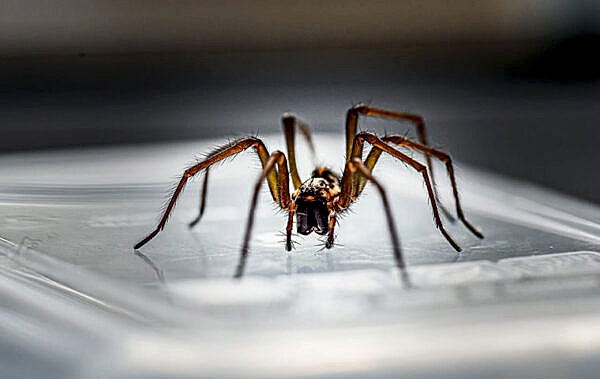 common house spider