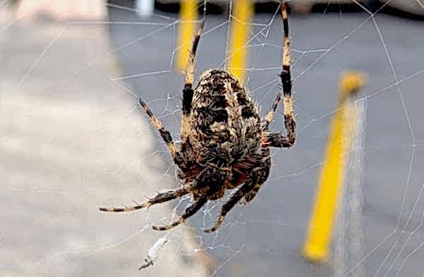 Orbweaver spider