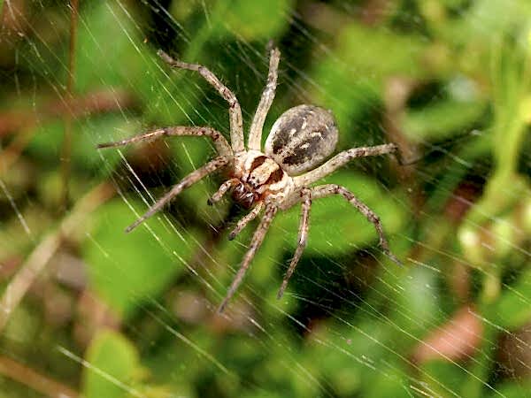 spiders control