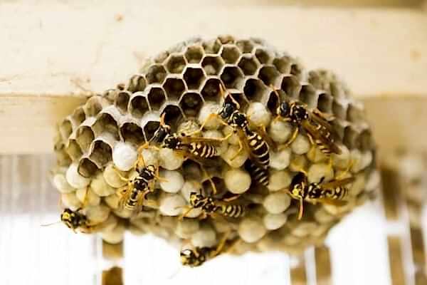 stinging insect control bay area