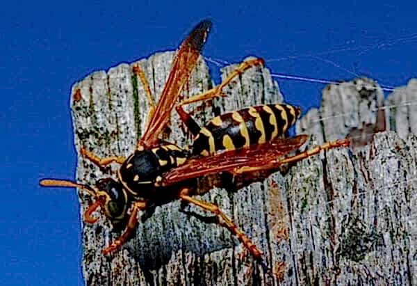 wasp control